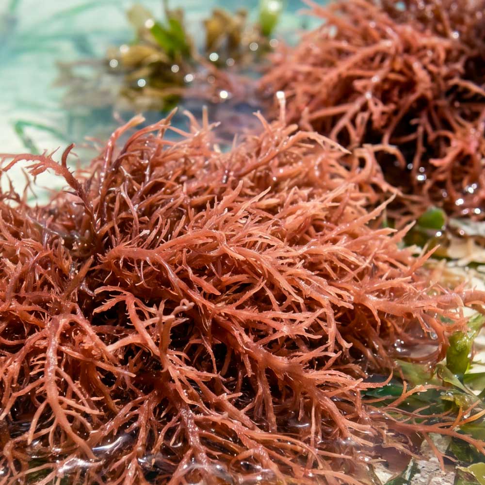 Close-up of red marine algae in shallow water